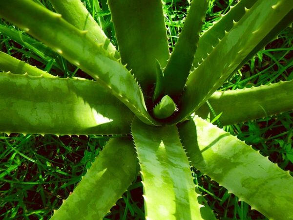 "Aloe Vera: 10 Beneficios Sorprendentes para la Salud y el Bienestar"