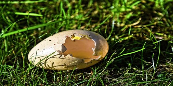 Cáscara de Huevo Hervida: Propiedades y Usos Beneficiosos