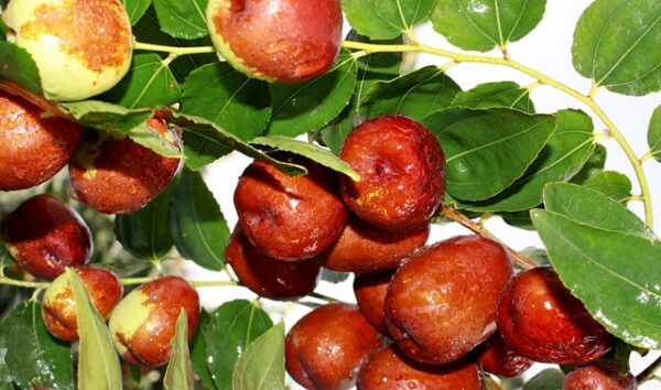 "Desintoxica tu Cuerpo de Forma Natural: Recetas con Dátiles para una Limpieza Digestiva Profunda"