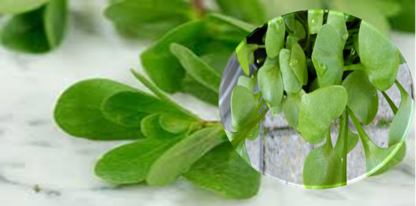 Verdolaga: Razones para Cultivarla y Recetas Nutritivas