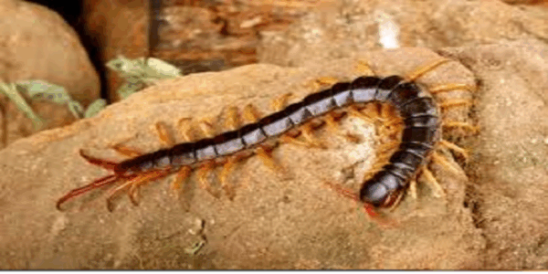 El ciempiés: ¿Qué significa su presencia y qué papel juega en la naturaleza?